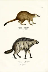 Mungo, 1824